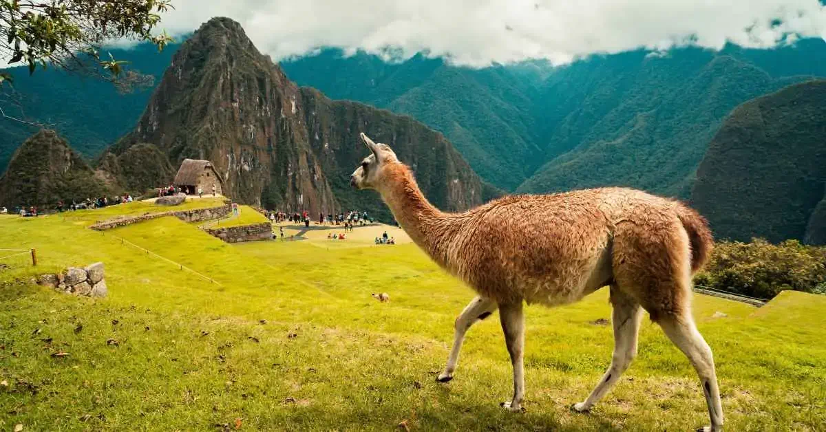Vizesiz gidilen ülkeler - 2019 Vize istemeyen ülkeler listesi