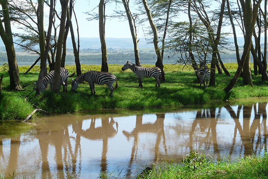 Nakuru Ulusal Parkı, Kenya’da otyalan zebralar. 