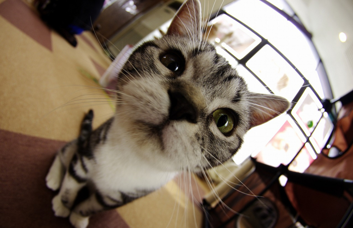 Meraklı bir kedi kamera lensine bakıyor.