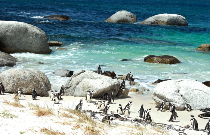 Güney Afrika gezisi- Boulder kumsal’da penguen partisi.