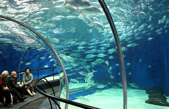 Dünyanın su altı harikaları-Shanghai Okyanus Akvaryumu’nda balıkların sağladığı huzur.