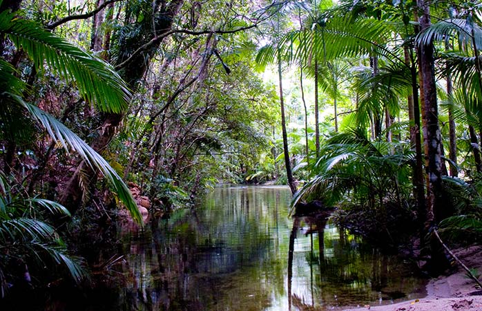 orman tatili- 3-Daintree-yagmur-ormani-ulusal-parki-Queensland-Avustralya-Cairns-Avustralya-yagmur-ormaninda-yapilabilecekler