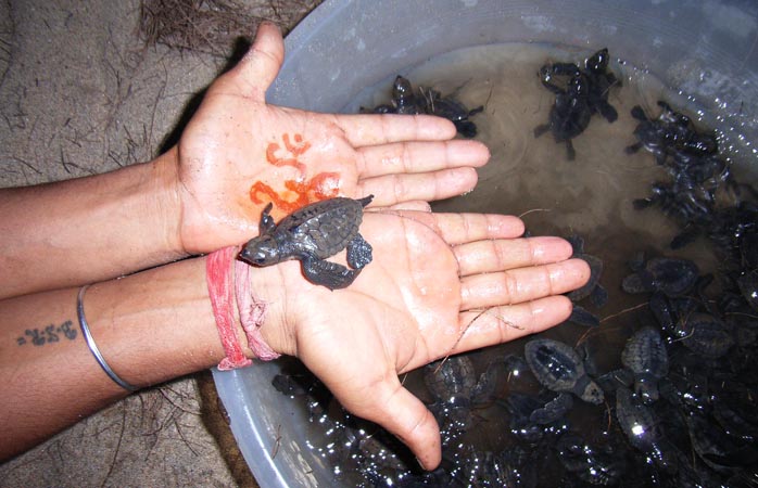 Gönüllü yardım turizmi- Bebek kaplumbağaları kurtarmak