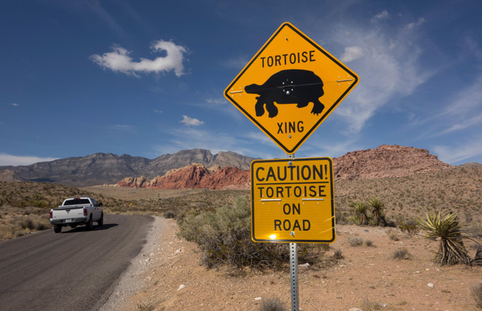 Amerika yol gezisi- Red Rock Canyon’da çöl kaplumbağalarına dikkat et