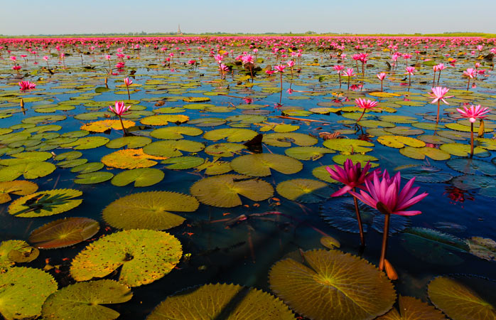 Tayland'ın keşfedilmemiş güzellikleri- Kırmızı Nilüfer Denizi’nde parlak renklerdeki sayısız nilüfer yaprağının arasında yolculuk
