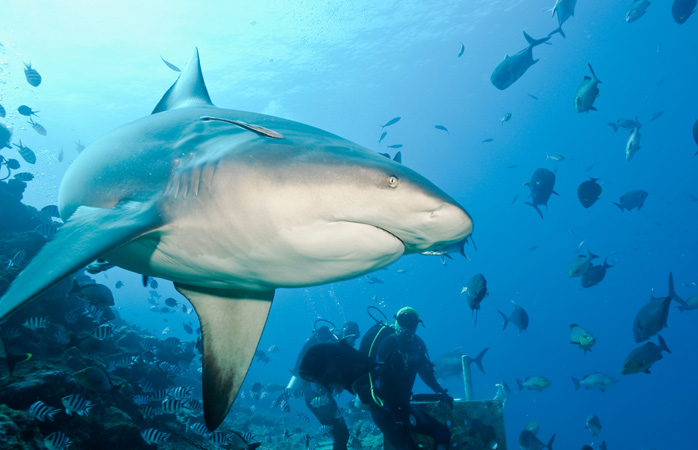 Macera dolu bir tatil- Shark Reef Marine Reserve’de köpekbalıklarıyla cesaret isteyen bir dalış yaparken tehlikeyle göz göze geleceksin