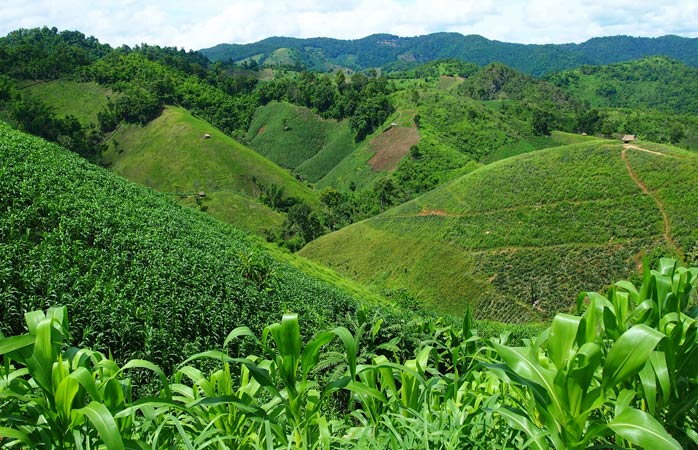 Tayland'ın keşfedilmemiş güzellikleri- Mae Salong’da çay fidanlarıyla kaplı sıra sıra tepeler