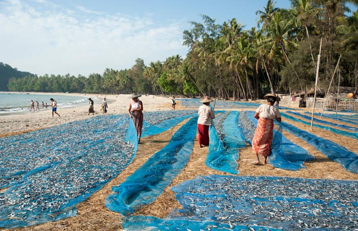 En iyi turistik yerler- Bir grup kadın, Ngapali’nin kristal berraklığındaki sığ sularından topladıkları balıkları kurutuyor