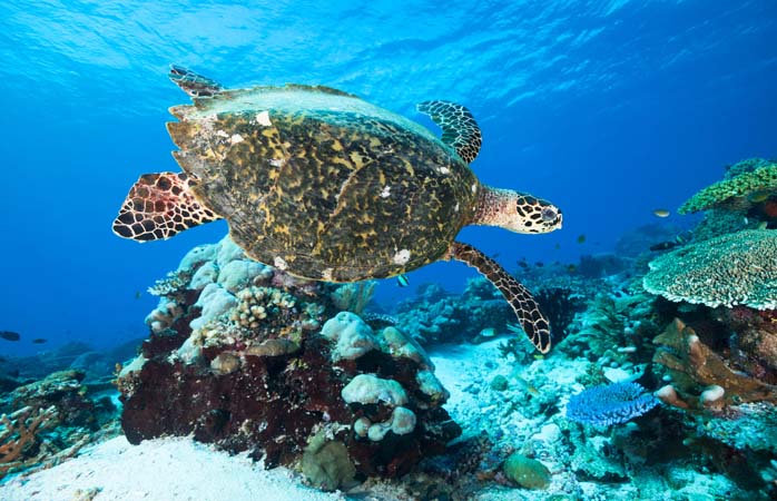 Harika Yerler- Mercan kayalıklarının sakinlerinden şahin gagalı kaplumbağa