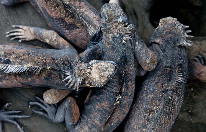 Harika Yerler- Yılanların yakalamakta zorluk çektiği deniz iguanaları