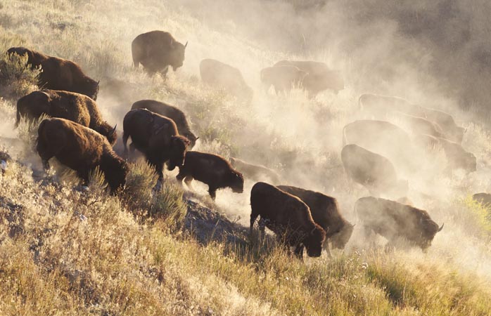 Harika Yerler- Yellowstone Ulusal Parkı’ndaki bizonlar
