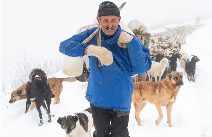 Gilan’ın Amlaş şehrinde kar fırtınasından kaçan bir çoban ve sürüsü © Ehsan Khanmohammadi 