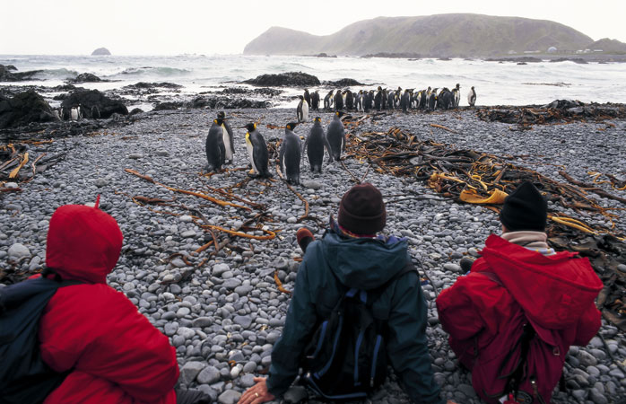 Dünyanın en ücra yerleri- Macquarie Adası kıyılarında dolaşan 850.000 çift Krali Penguen olduğu için adada penguin gözlemciliği kaçınılmaz bir aktivite