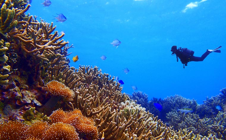 Su altındaki harikalar diyarı: Asya’daki en iyi dalış yerleri