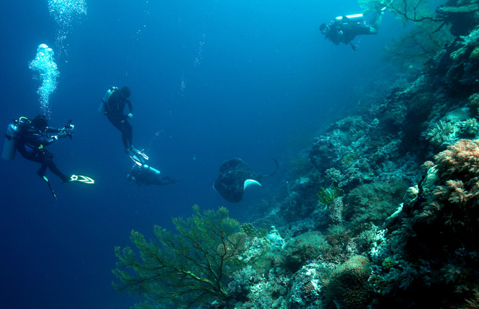 en iyi dalış yerleri- Tubbataha Reef’te türlü türlü su altı harikası görebilirsin