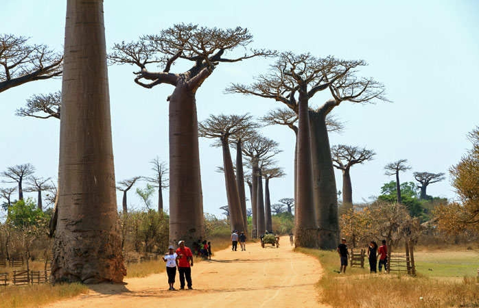Morondava’da Baobab Caddesi’ni süsleyen baobab ağaçları