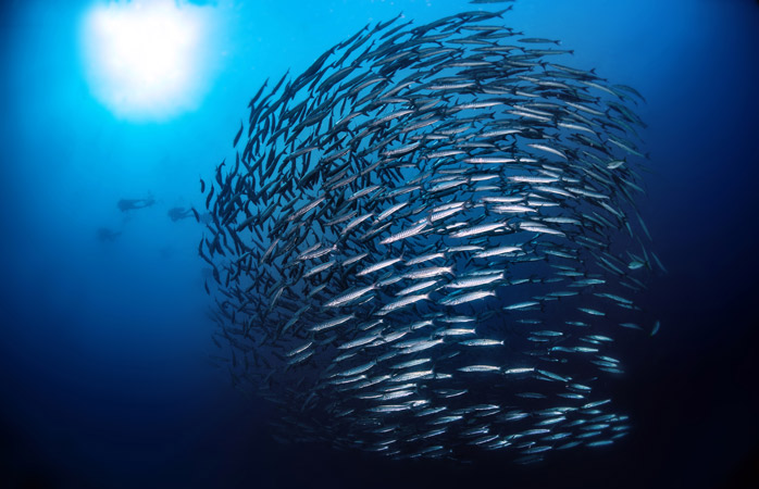 en iyi dalış yerleri- Dalarken petrol kuleleri arasında cirit atan iskarmoz balıklarını gör