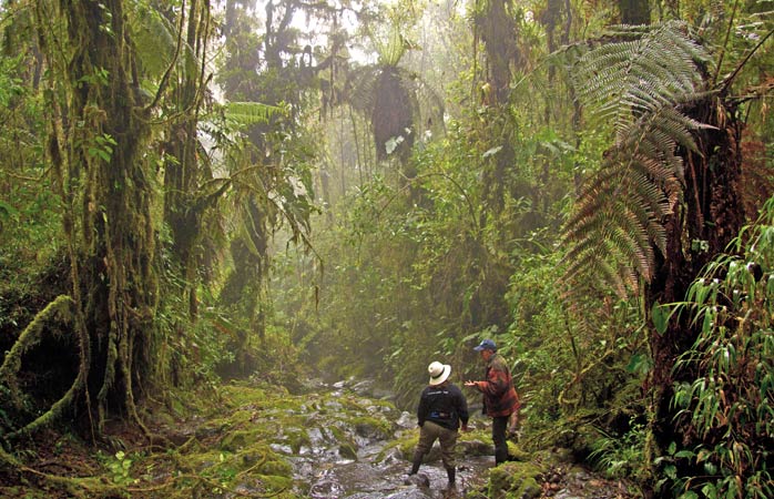 aile tatil yerleri - Oswaldo’nun anekdotları eşliğinde gizemli Bomboli Cloud Ormanı’nı keşfet