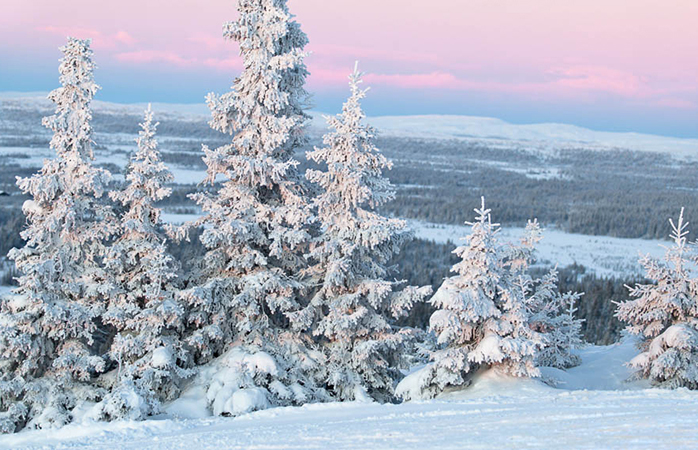 Avrupa kayak merkezleri- Finlandiya’nın mükemmel kayak merkezlerinden Himos’un karla kaplı ağaçları ve pembe gökyüzü.