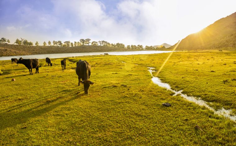 Yayla tatili: Stresten uzak, huzurlu bir yaz tatili alternatifi